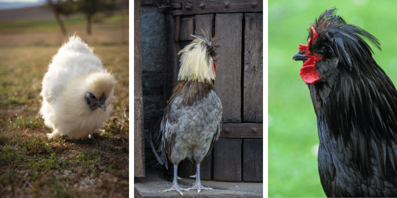 7 Chicken Breeds with Mohawks