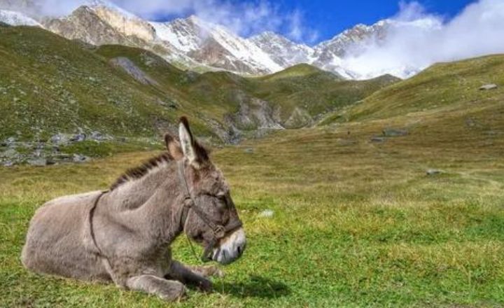 How much does a donkey cost?