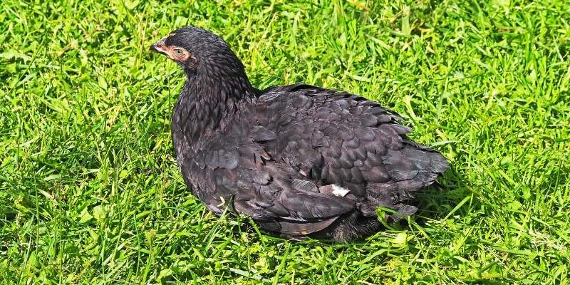 Black Chicken Names That are Adorable