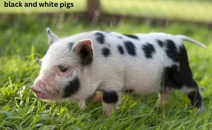 Top 10 Black And White Pig Breeds