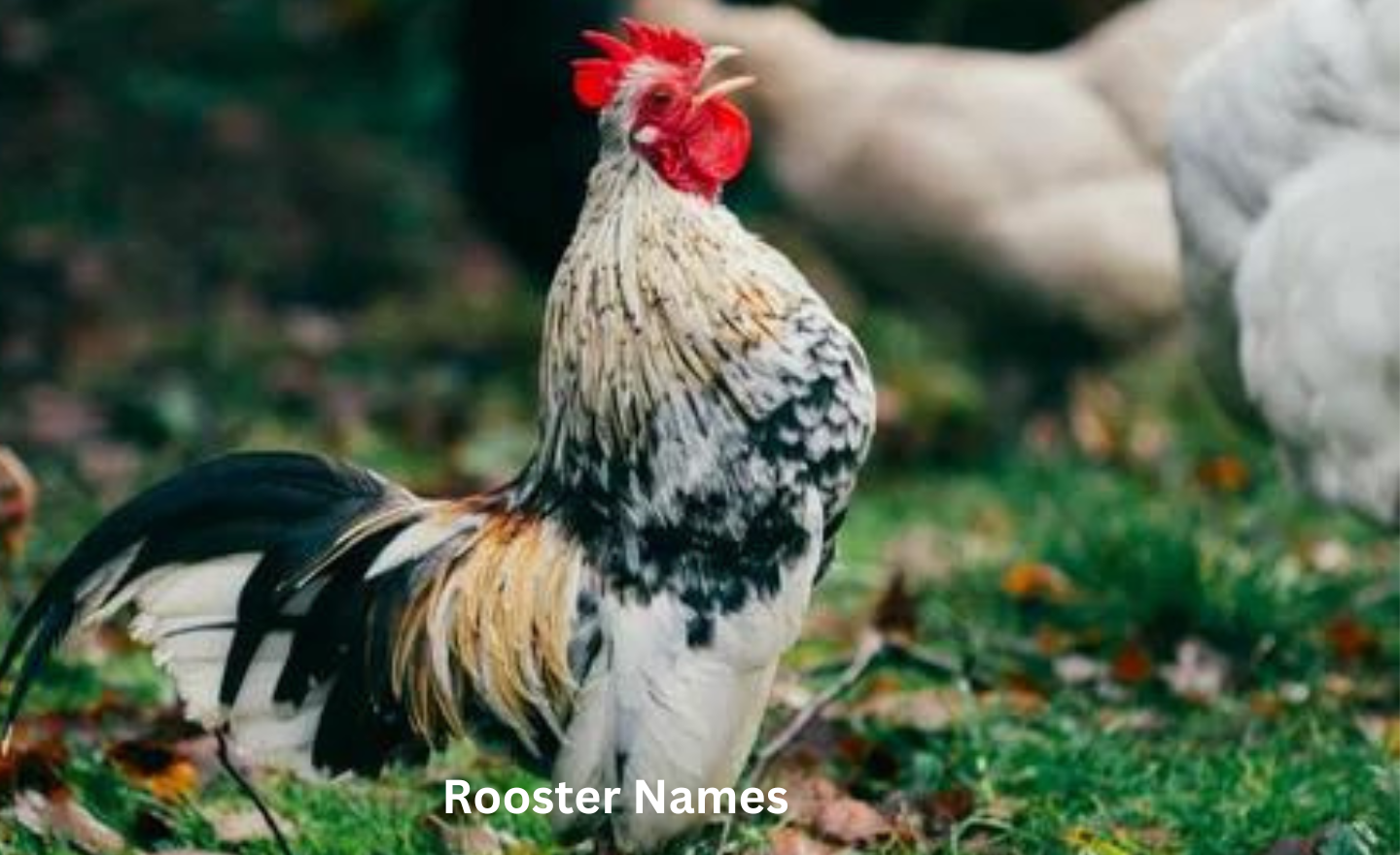 Rooster Names