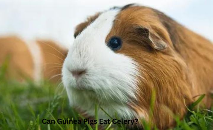 Can Guinea Pigs Eat Celery