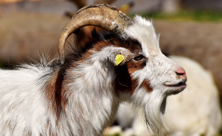 Nigerian Dwarf Vs Pygmy Goats Difference