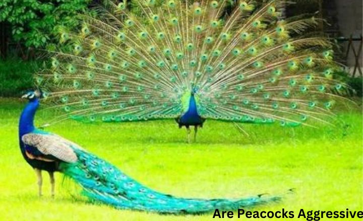 Are Peacocks Aggressive? 7 Facts To Know - Refarmingbase.com