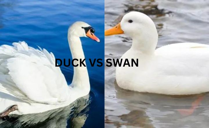 Duck Vs Swan: 7 Differences - Refarmingbase.com