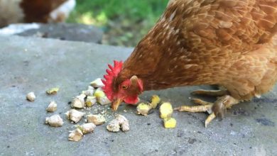 Can Chickens Have Ginger? Intresting Guide About Ginger For Chickens
