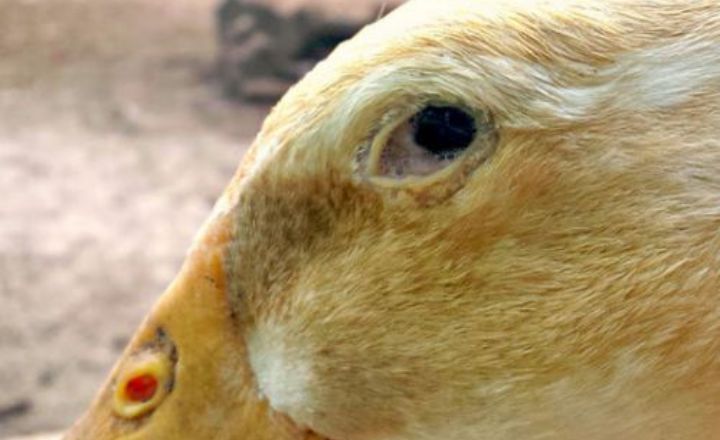 Dehydration and Have Stuffed Nostrils 