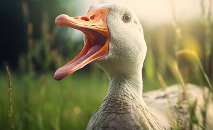 Trying To Cool Down Their Body System In Summers