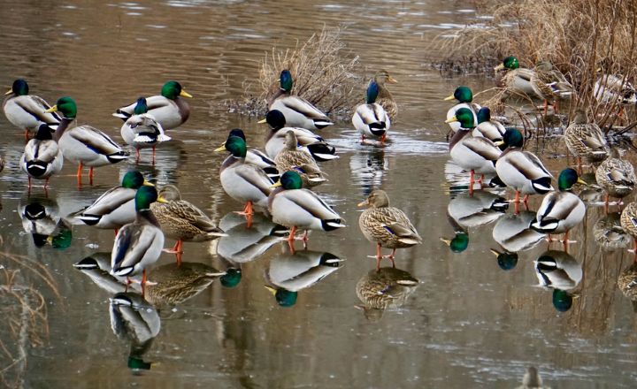 What Makes Ducks Special?