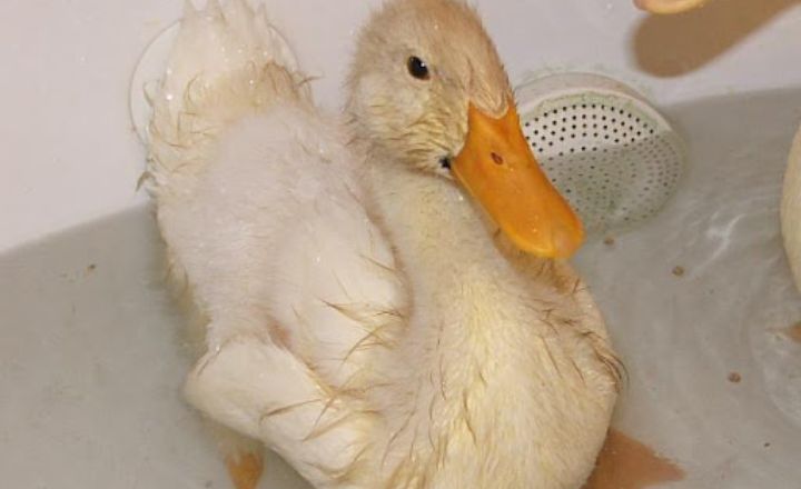 What Should I Do If I Notice My Duck Panting Heavily?