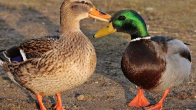 Why is My Duck Opening and Closing Mouth