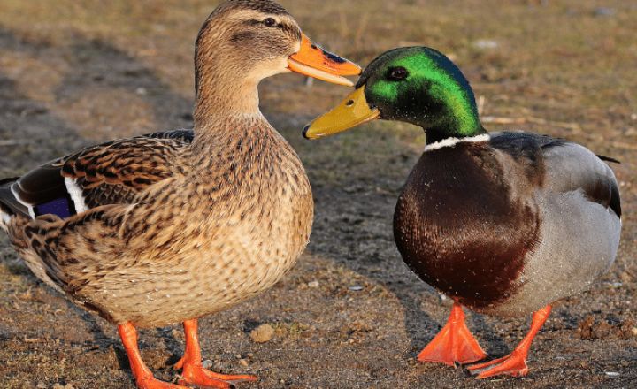 Why is My Duck Opening and Closing Mouth