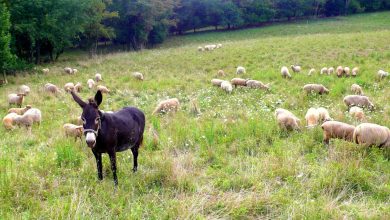 A Guide to Guard Donkeys