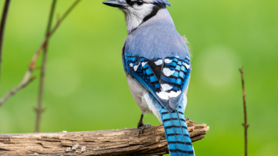 Blue Jay Bird From Heaven: Unknown Facts