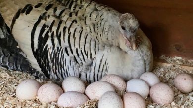 Why We Do Not Eat Turkey Eggs? All You Need to Know
