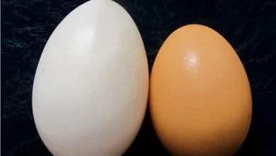 duck eggs vs chicken eggs