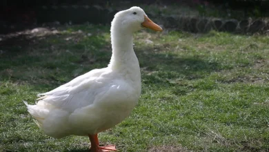 duck breeds that can not fly